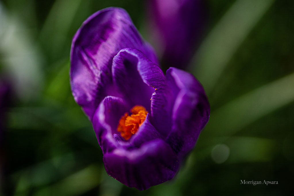 Crocus tommasinianus