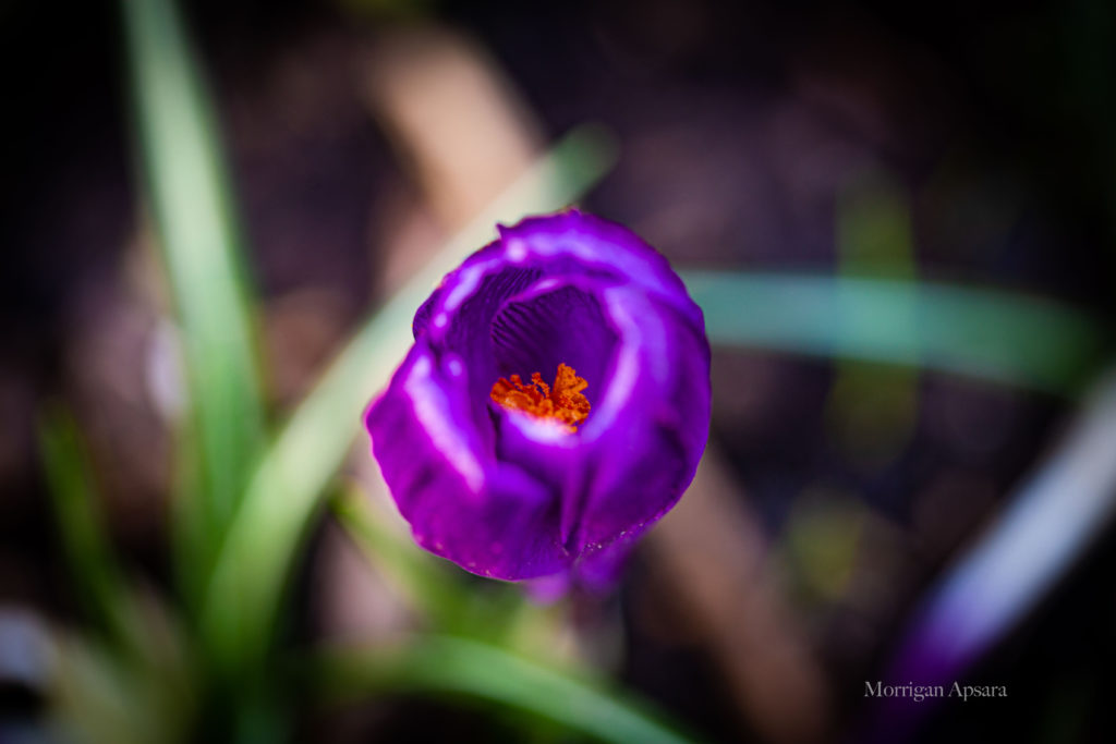Crocus St Anne's Park Dublin