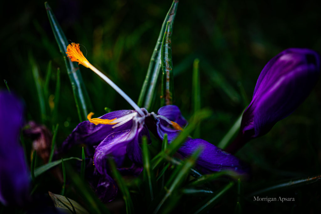 Crocus St Anne's Park Dublin