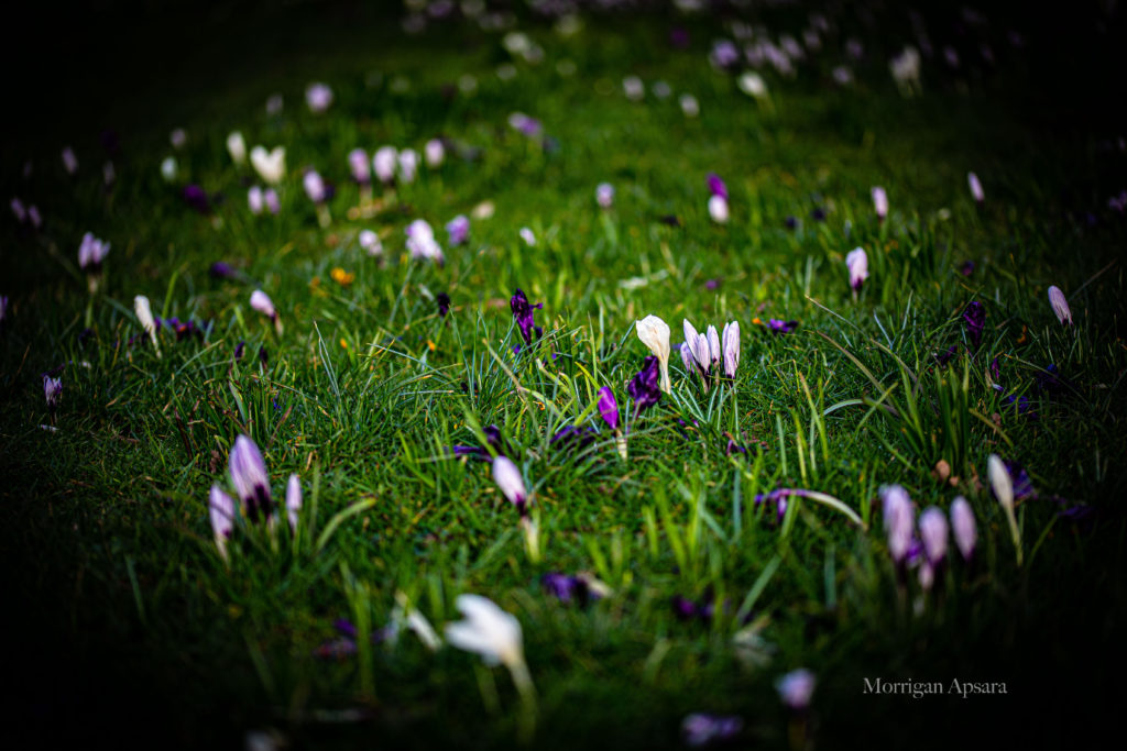 Crocus tommasinianus