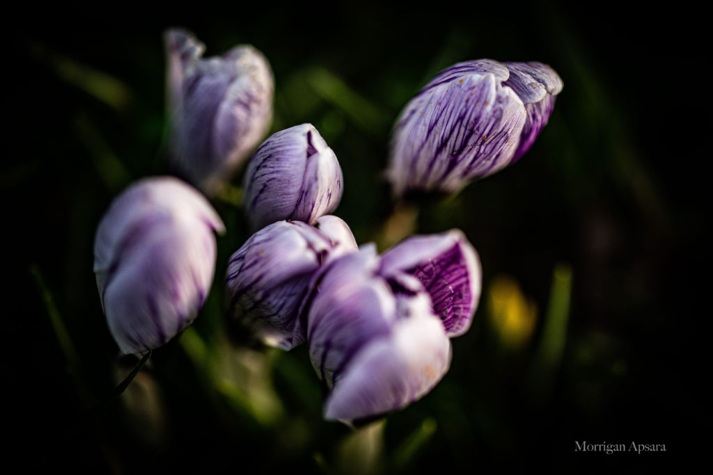 Crocus tommasinianus