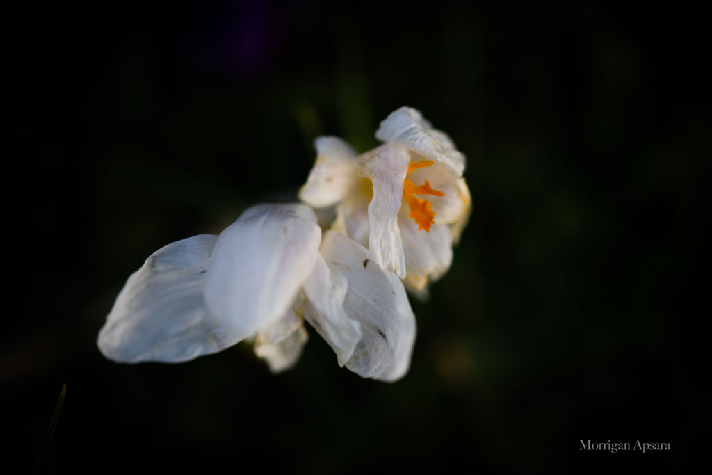 Crocus tommasinianus