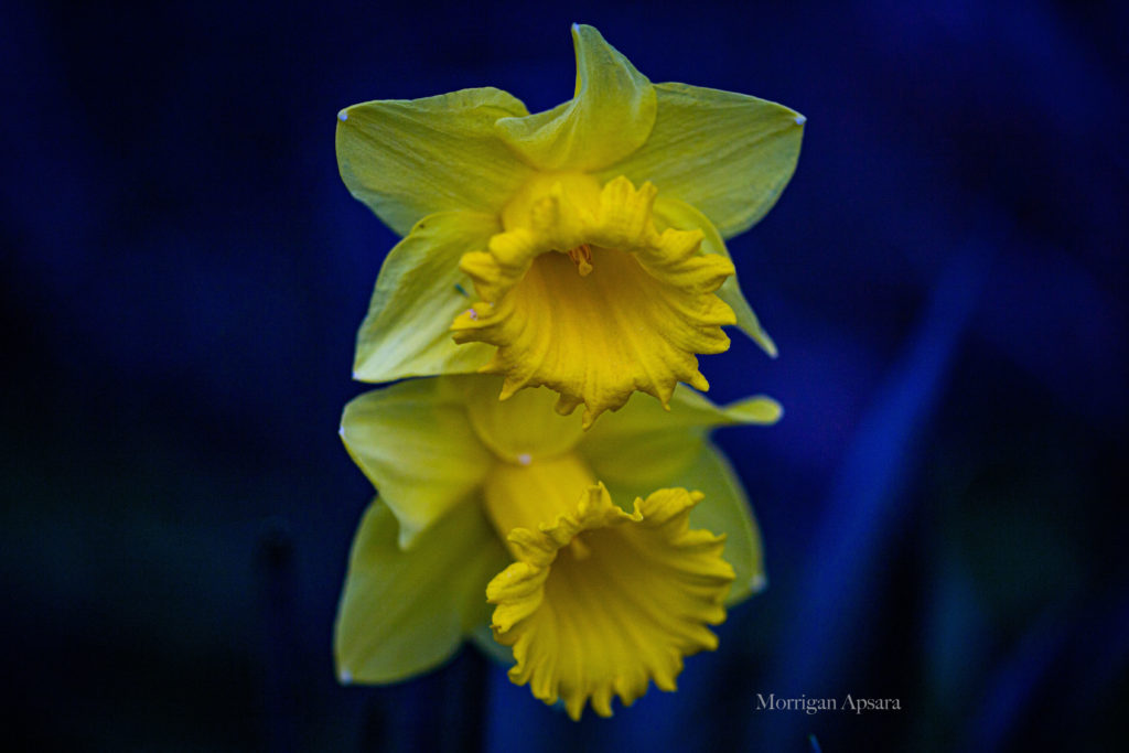 Daffodil art Narcissus