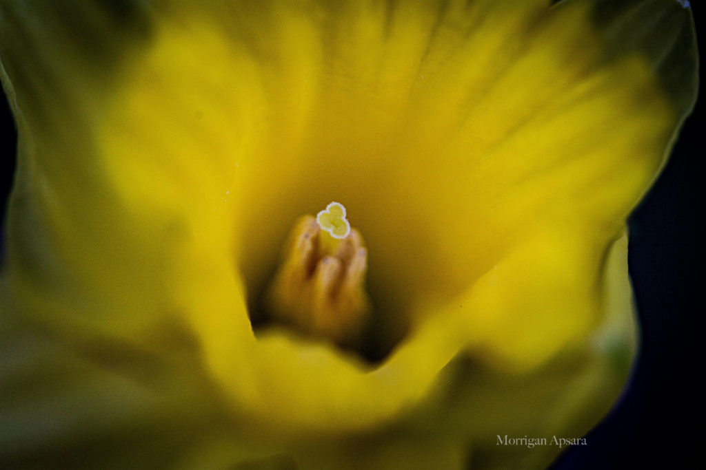 Daffodil art Narcissus