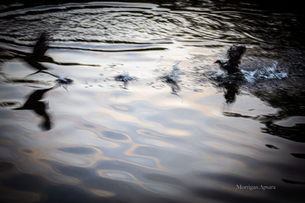 St Anne's Park Pond ducks