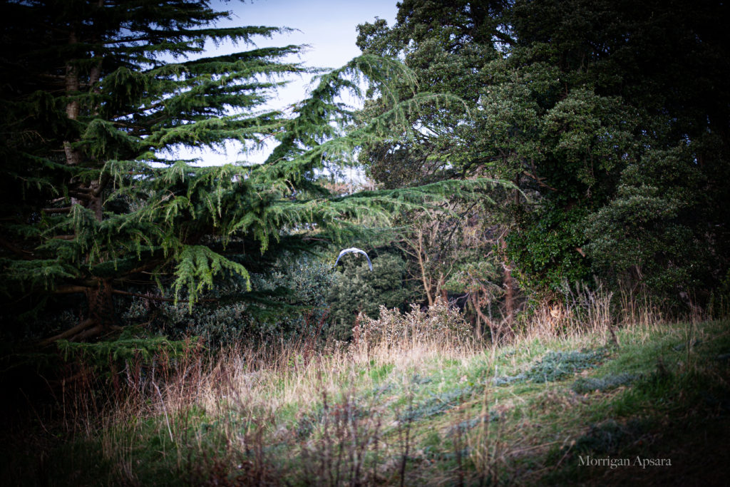 St Anne's park Heron