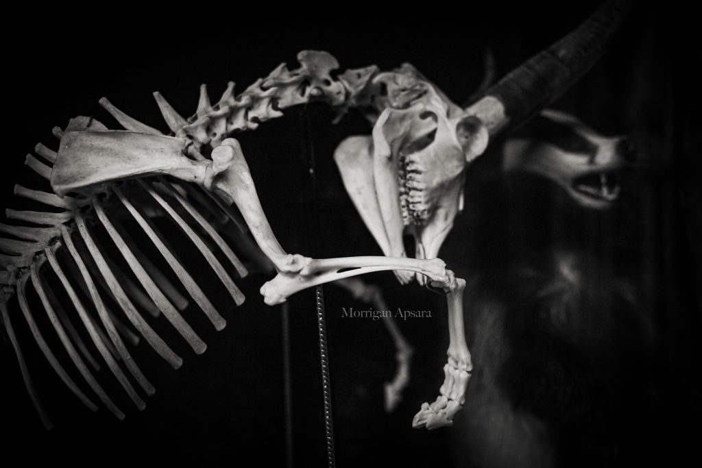 Museum of curiosities - Dublin