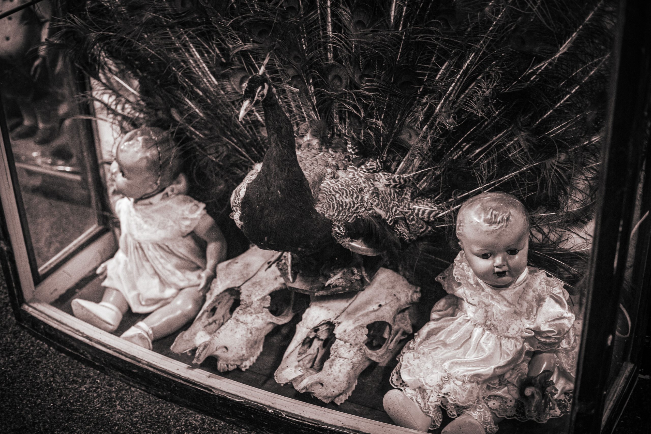 Museum of Curiosities in Dublin