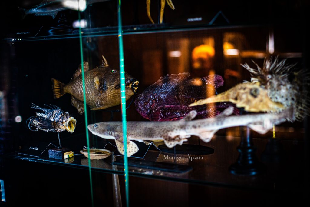 Museum of curiosities - Dublin
