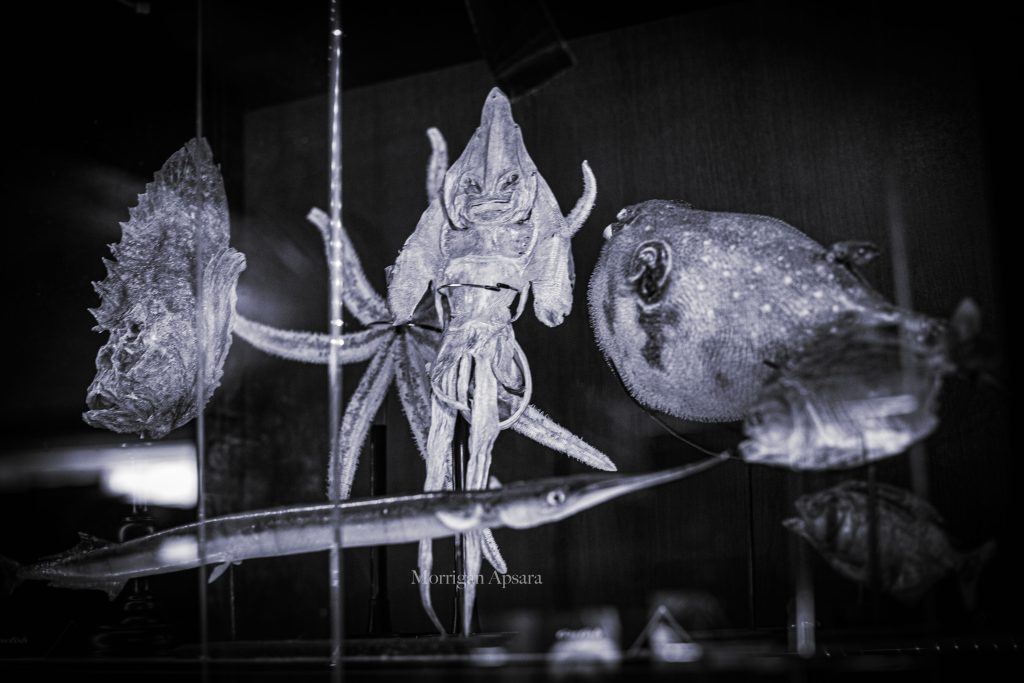 Museum of curiosities - Dublin
